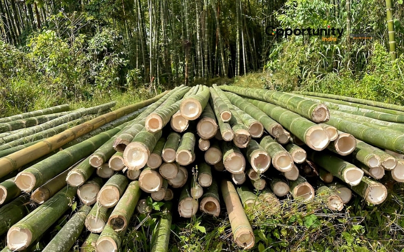 Bamboo Farming Business in India: Process, Investment, and Profit